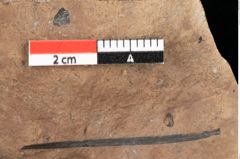 Foto (Detailansicht) von Pinus oceanines Unger (NHMW-GEO-2024-0188-0297)